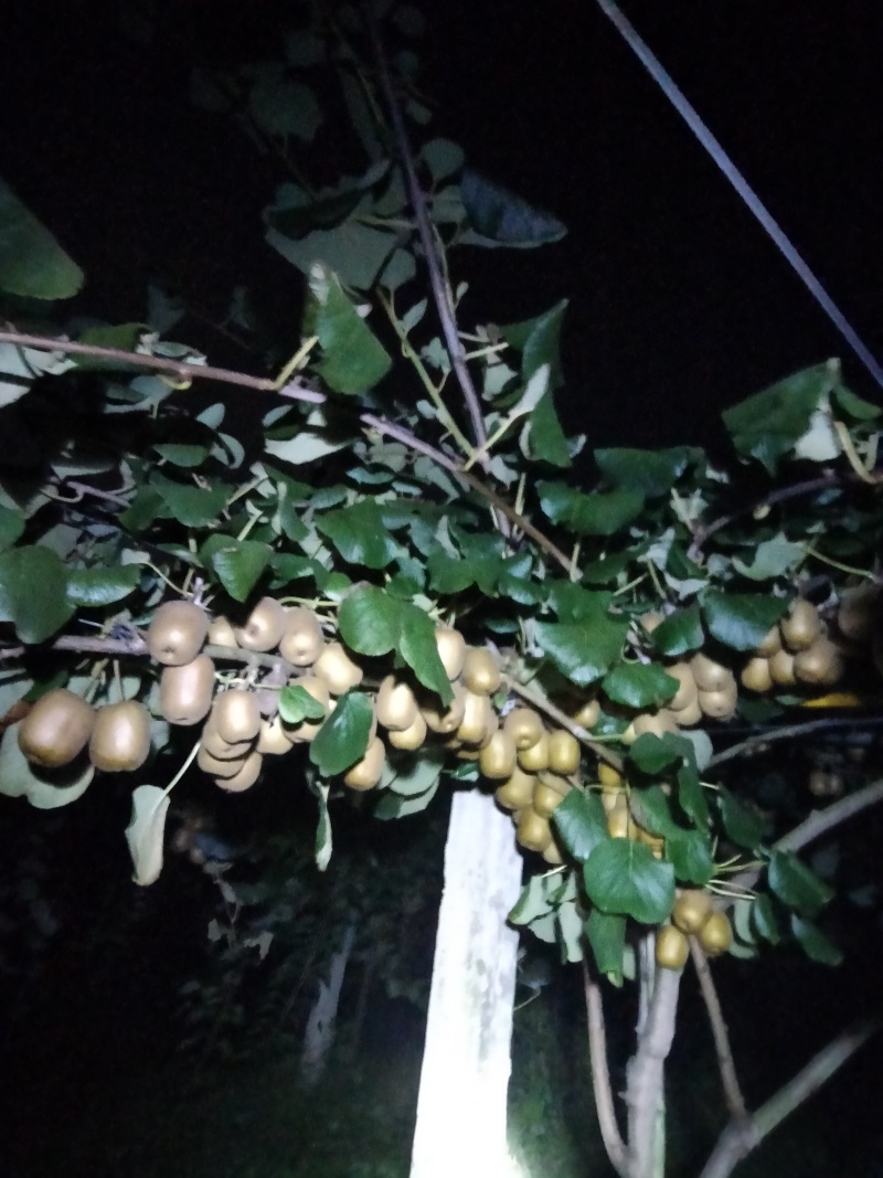 中果