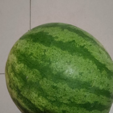 大打瓜甜子一号十亩地