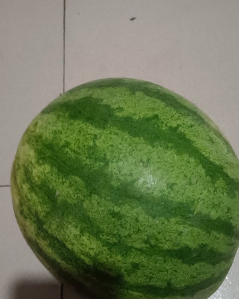 大打瓜甜子一号十亩地