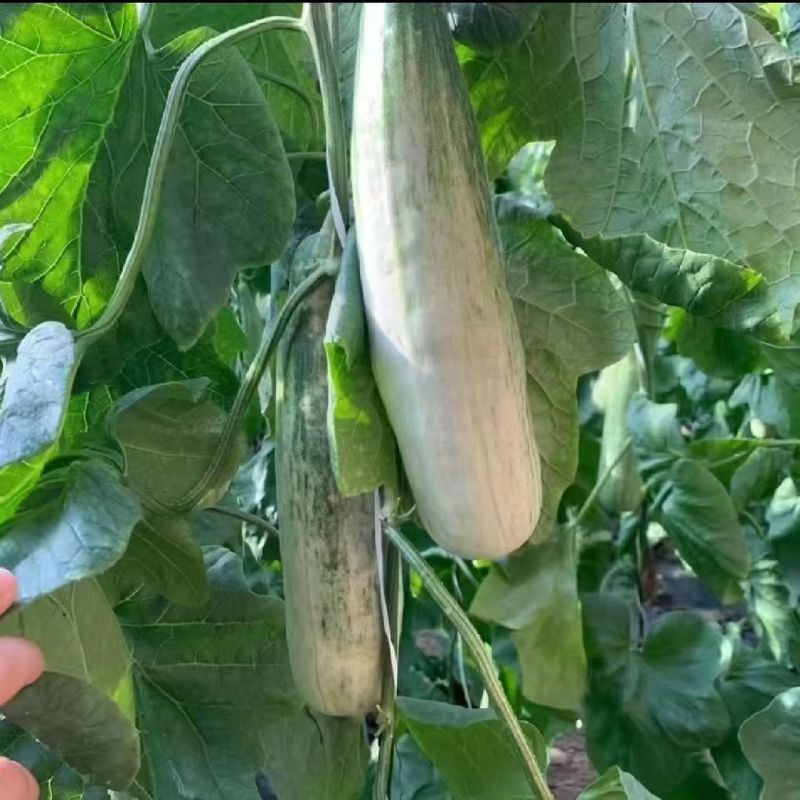 山东羊角蜜大量有货，专做一件代发，欢迎各大老板前来合作
