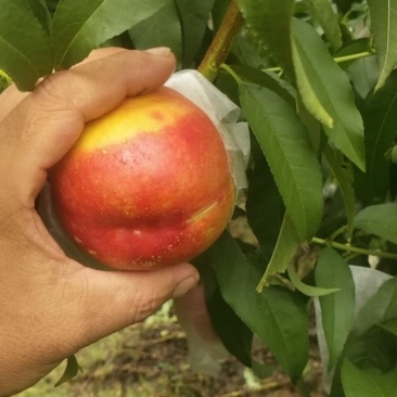 大连油桃