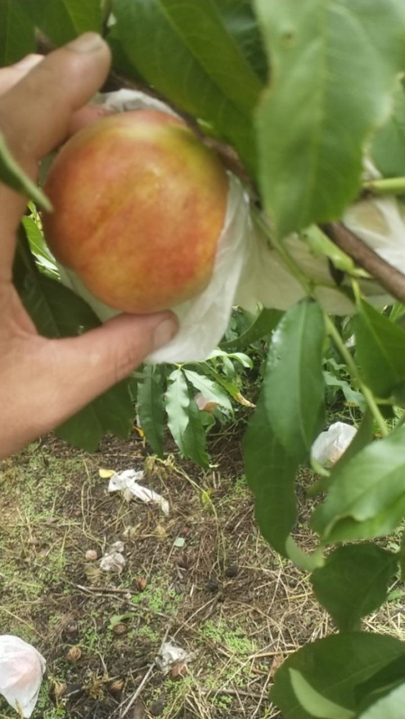 大连油桃