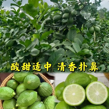 广东香水柠檬