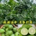 广东香水柠檬