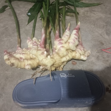 云南文山小黄姜
