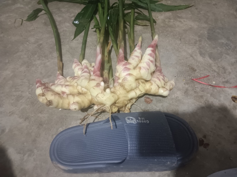 云南文山小黄姜