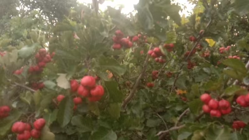 大金星山楂果肉厚实酸甜可口