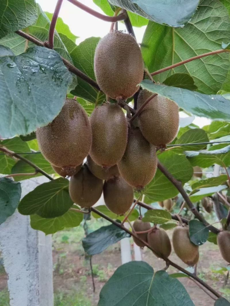 周至猕胡桃