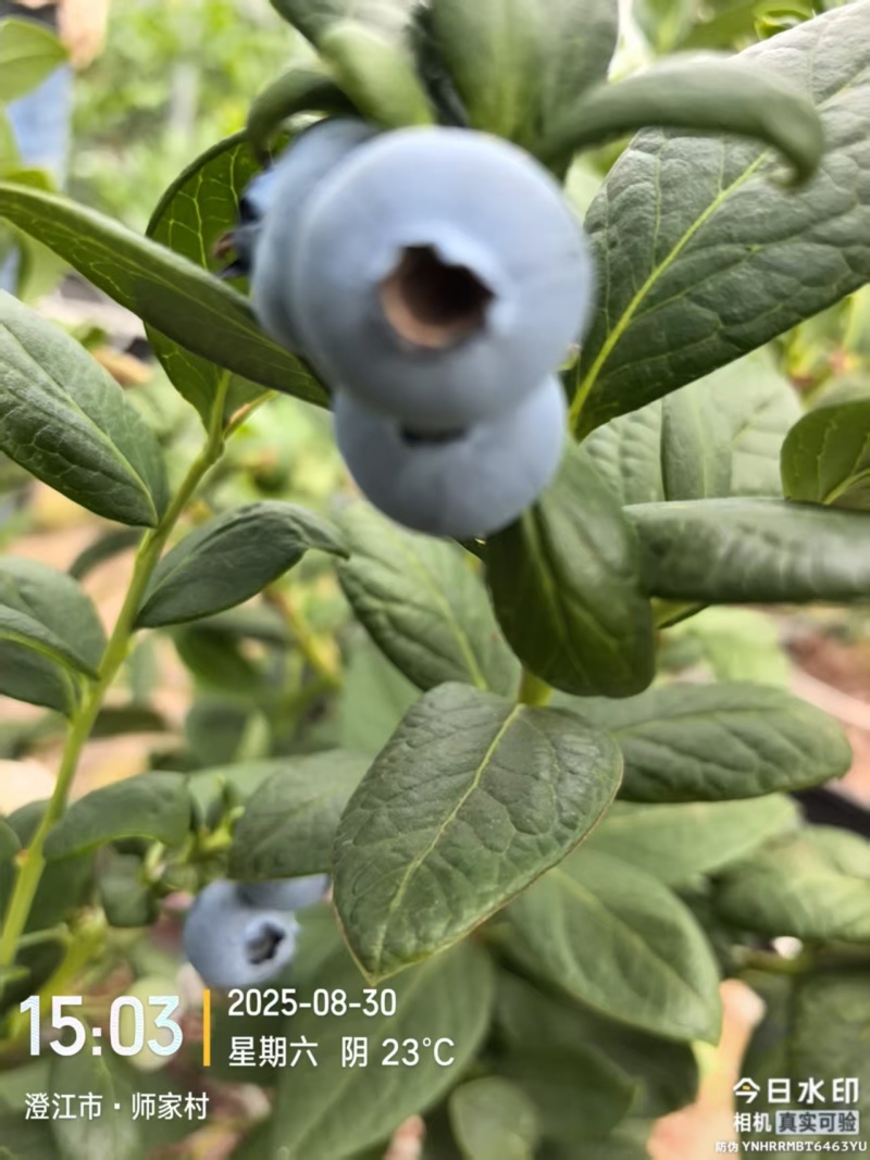 蓝莓