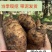 秦岭山下，宁强2025年新鲜天麻大量供应