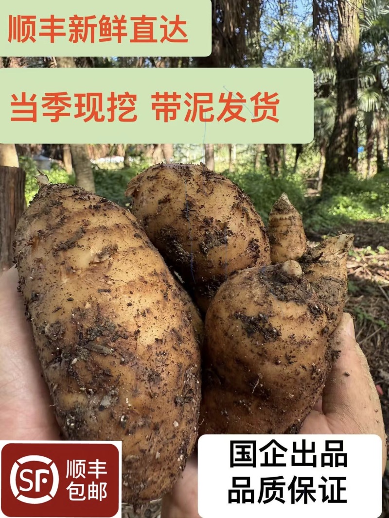 秦岭山下，宁强2025年新鲜天麻大量供应