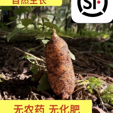 秦岭山下，宁强2025年新鲜天麻大量供应