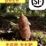 秦岭山下，宁强2025年新鲜天麻大量供应