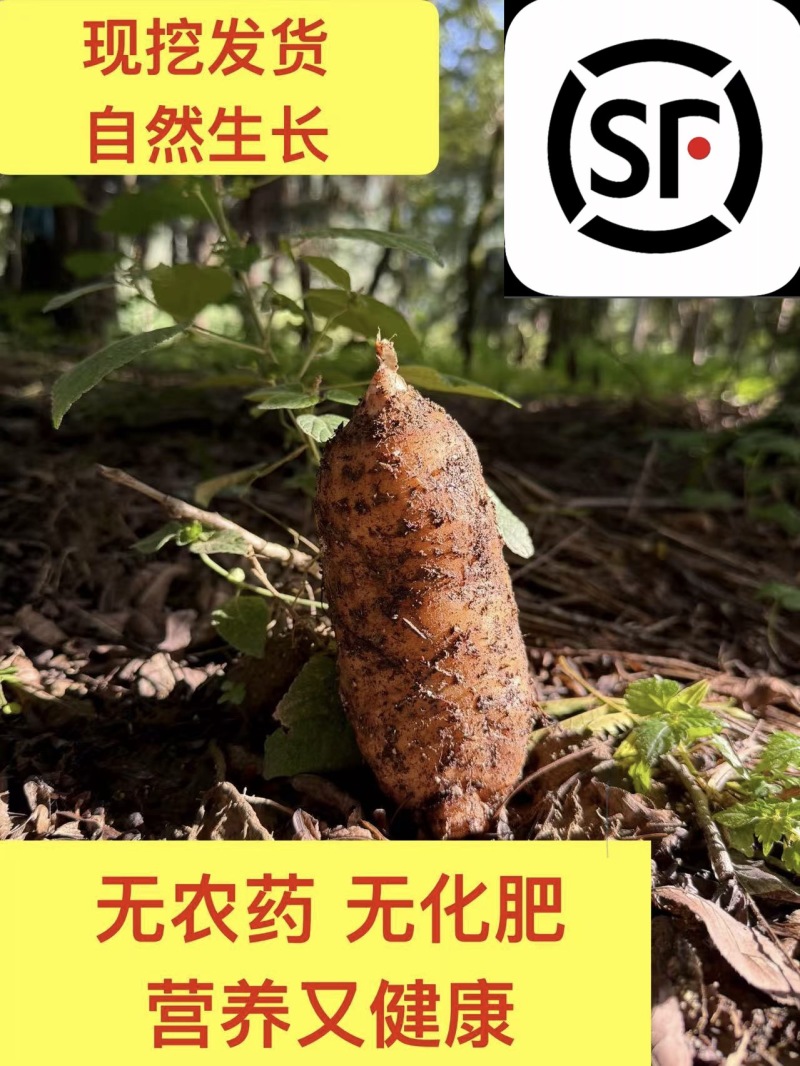 秦岭山下，宁强2025年新鲜天麻大量供应