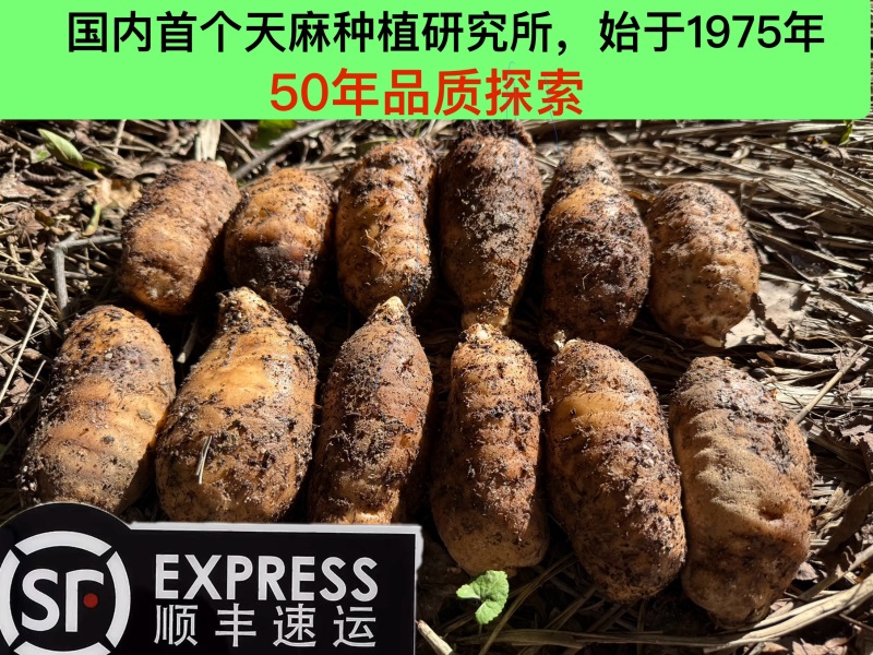秦岭山下，宁强2025年新鲜天麻大量供应