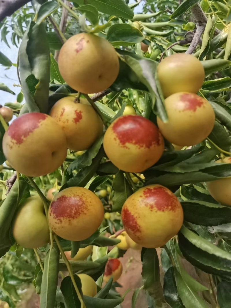 大荔冬枣