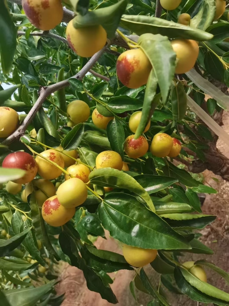 大荔冬枣