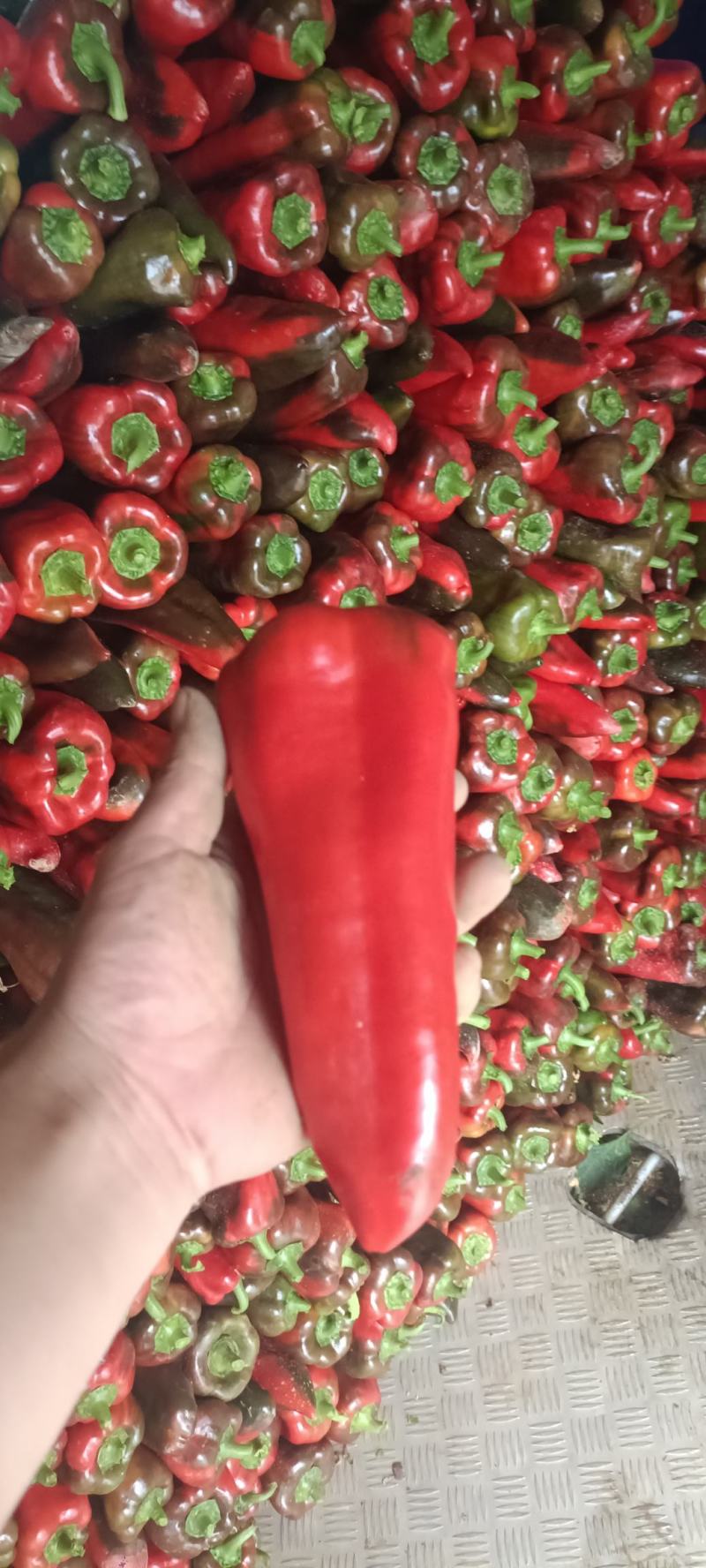 蔬菜