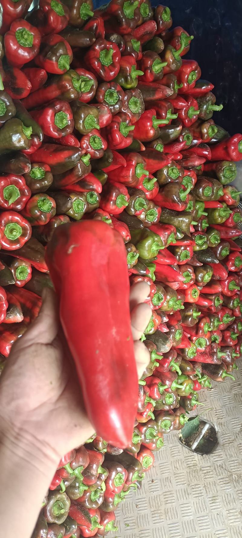 蔬菜