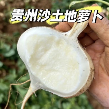 贵州黔南惠水凉薯豆薯地罗卜整车批发