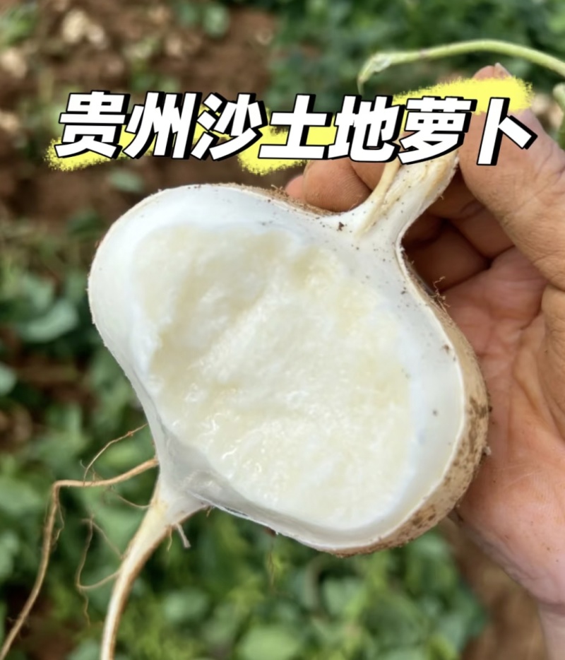 贵州黔南惠水凉薯豆薯地罗卜整车批发