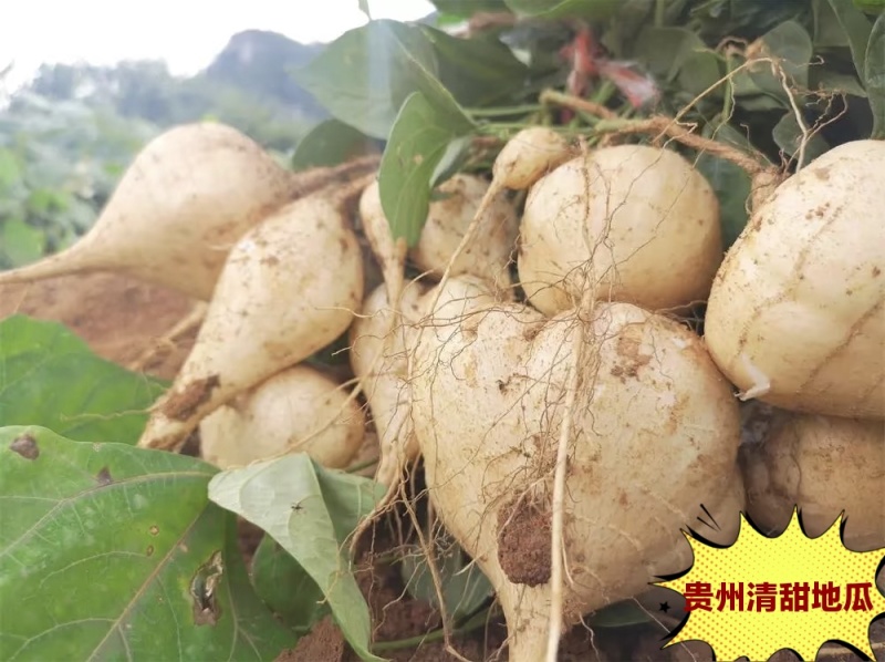 贵州黔南惠水凉薯豆薯地罗卜整车批发