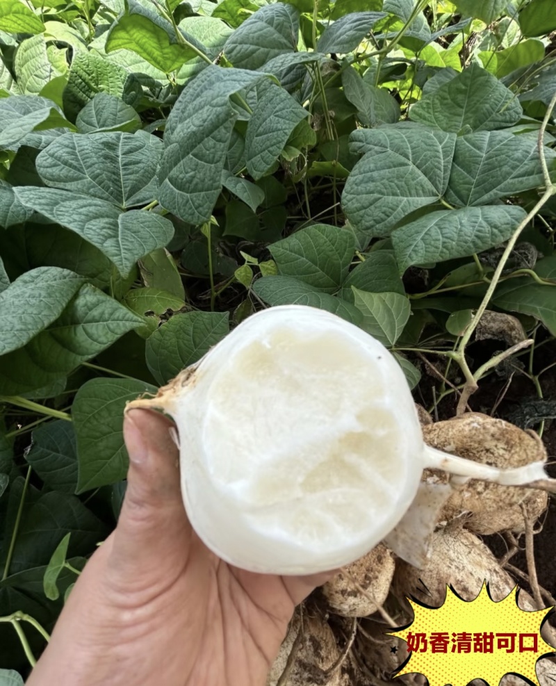 贵州黔南惠水凉薯豆薯地罗卜整车批发