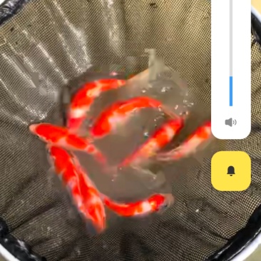 锦鲤，自家产进口高端鱼为主，质量**