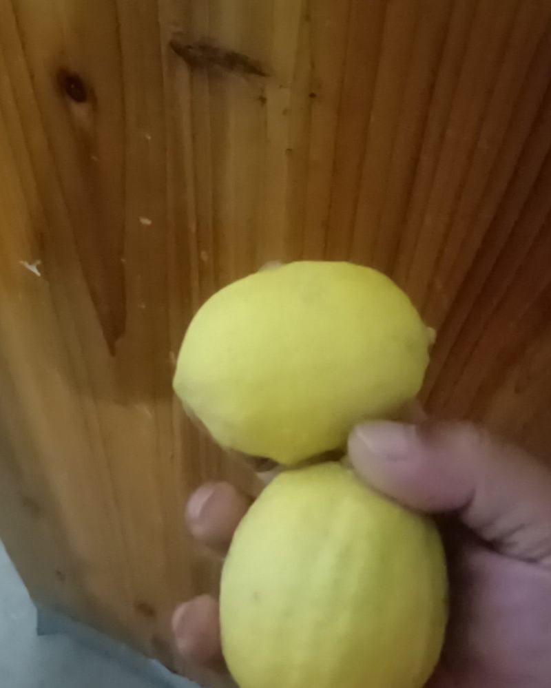 香水柠檬