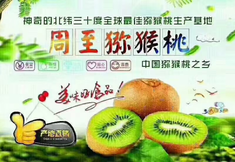 陕西周至翠香猕猴桃