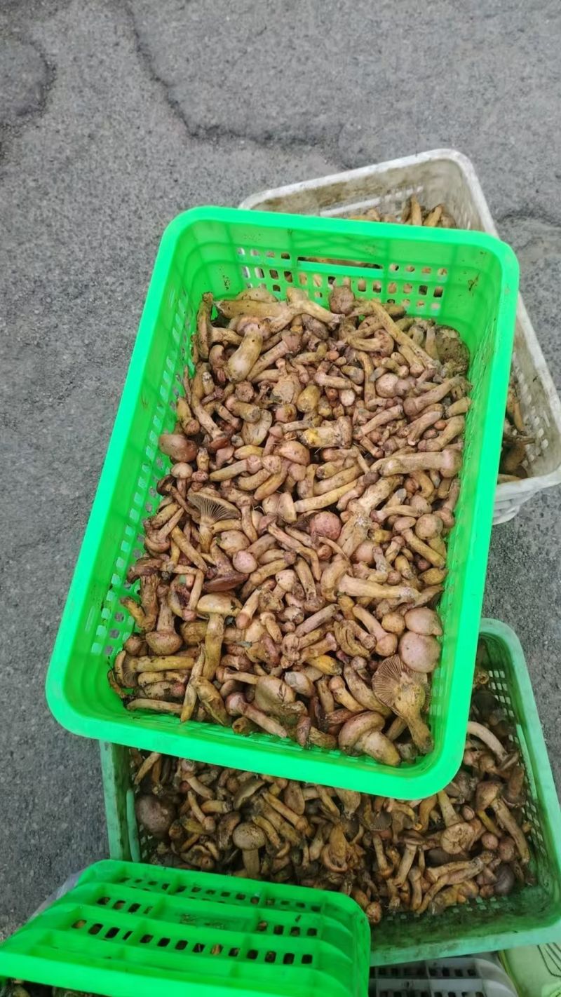 东北红蘑、松树伞（鲜蘑，干蘑）