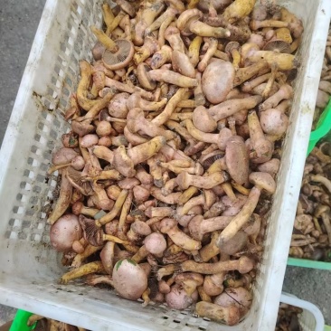 东北红蘑、松树伞（鲜蘑，干蘑）