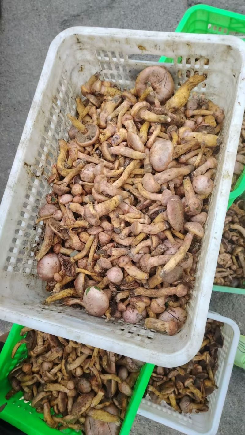 东北红蘑、松树伞（鲜蘑，干蘑）