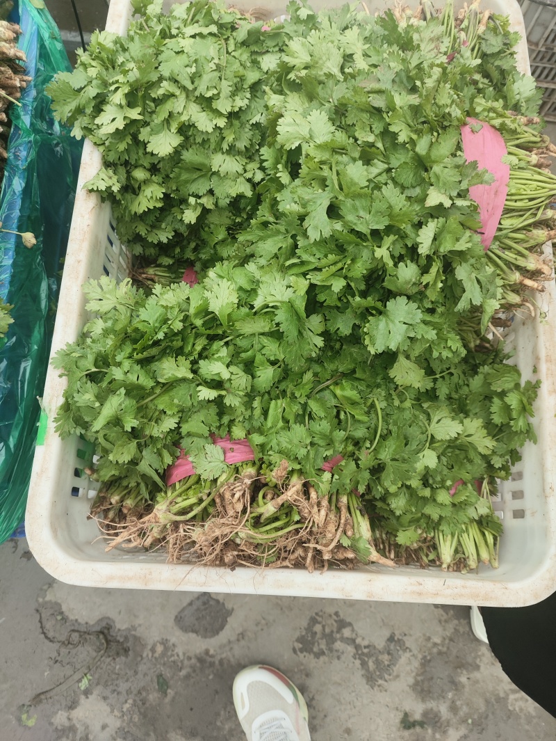 香菜