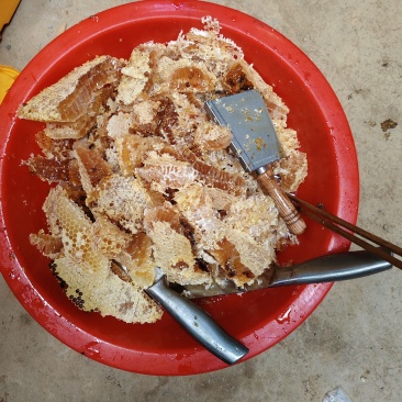 我们的土蜂蜜