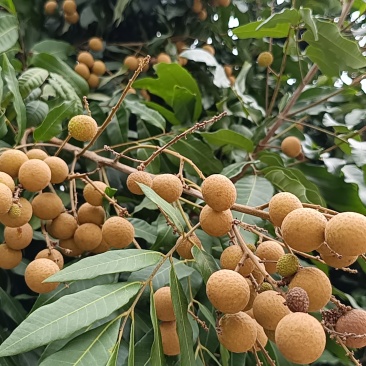 桂圆