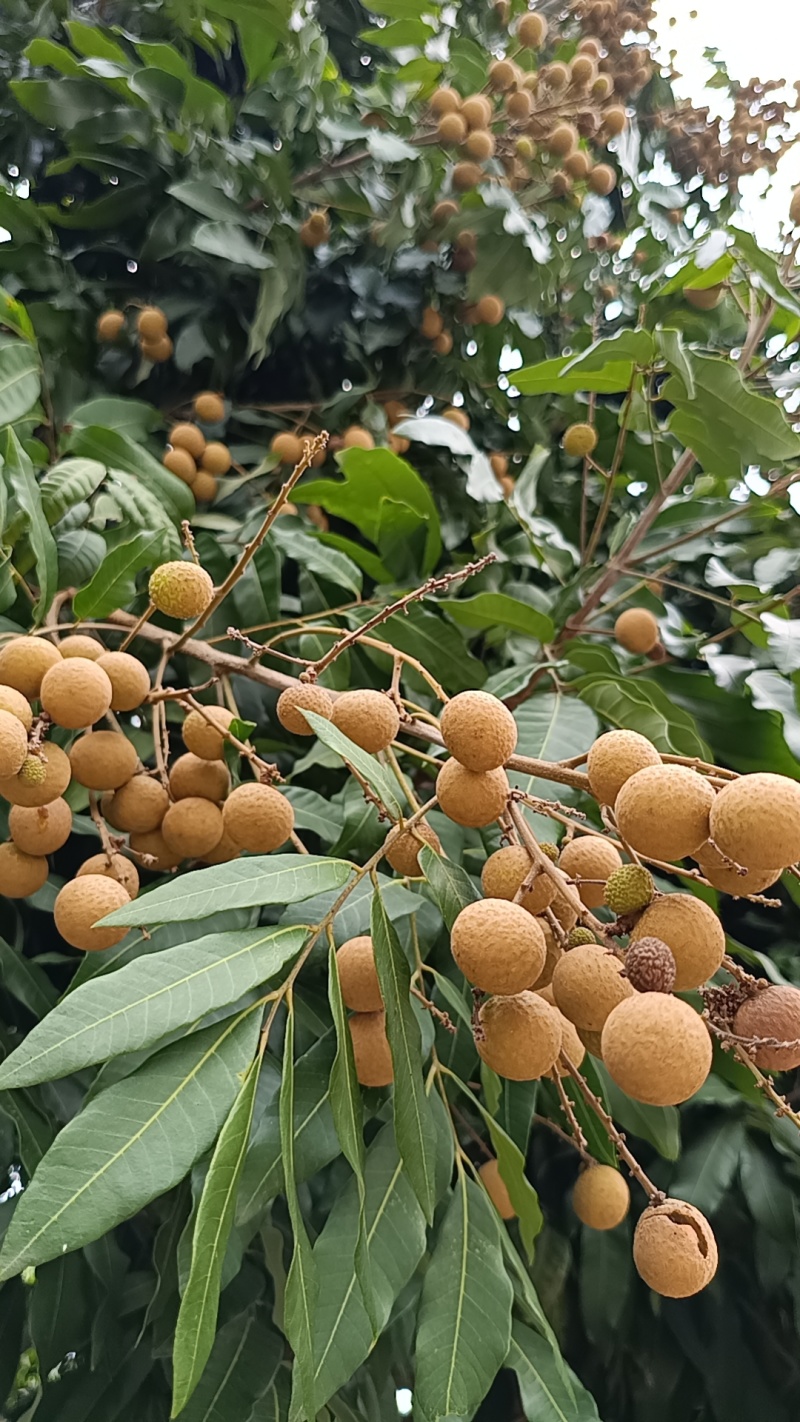 桂圆