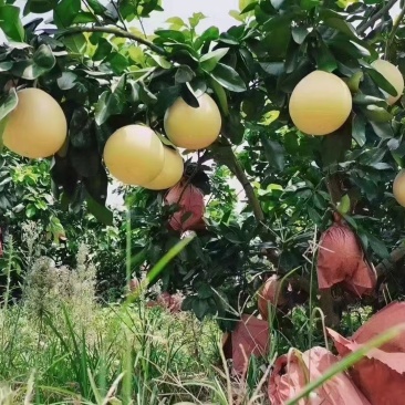 梅县区红心柚