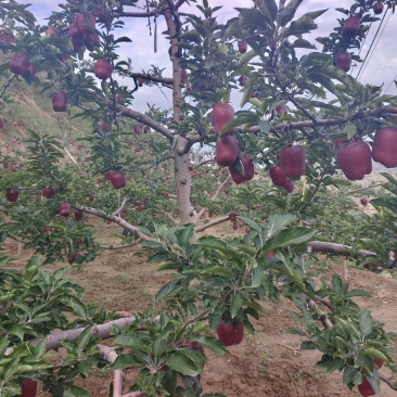 甘肃天水拉长花牛苹果