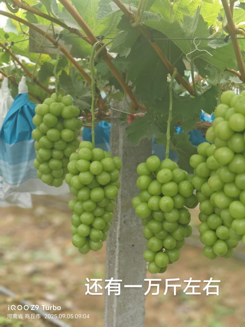阳光玫瑰