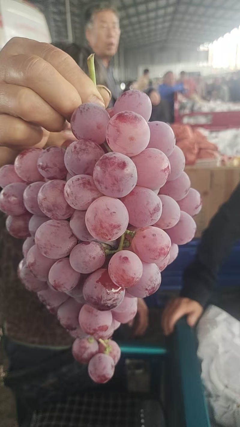 红提葡萄