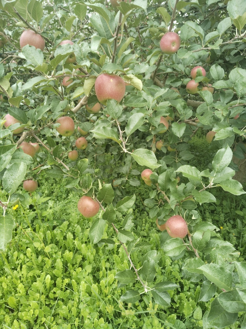 四川盐源苹果