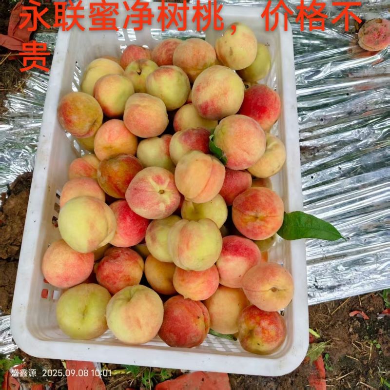 永联蜜桃净树桃，价格不贵，一万多斤货