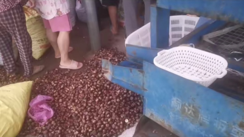 板栗