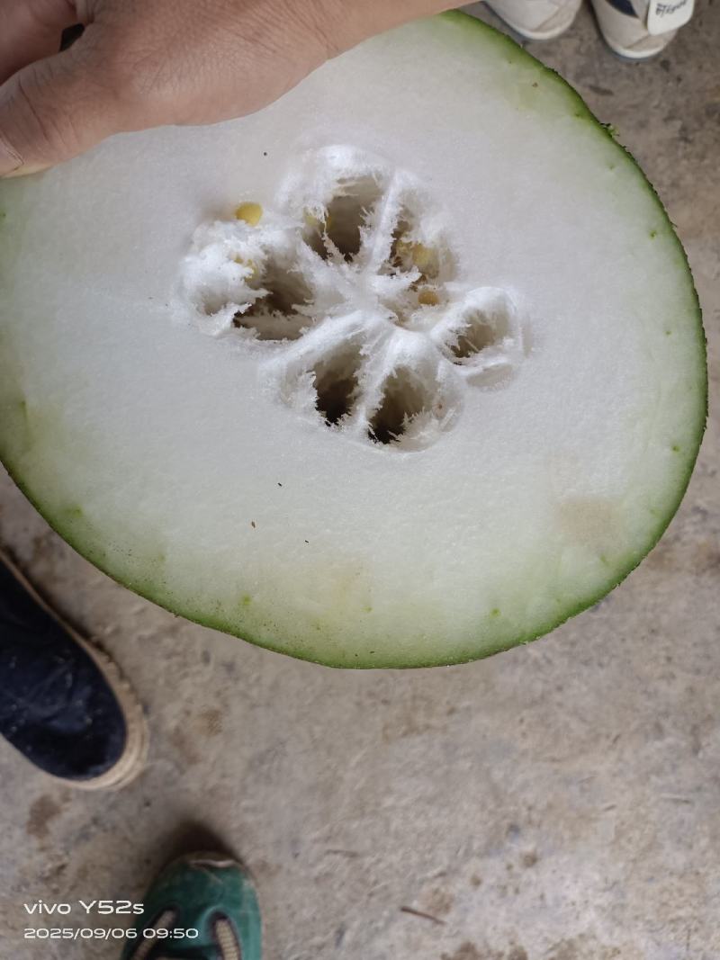 黑皮冬瓜