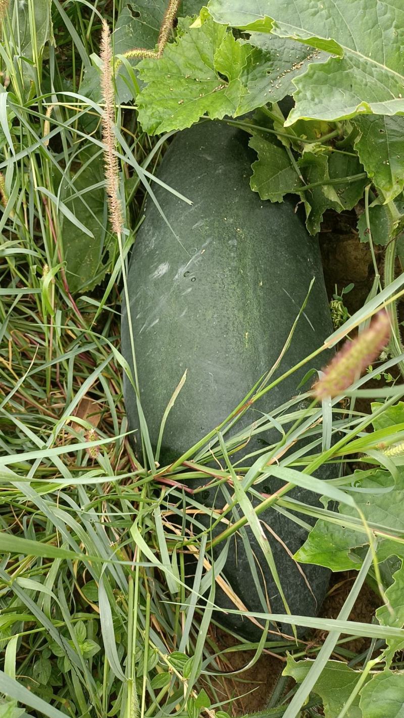 黑皮冬瓜