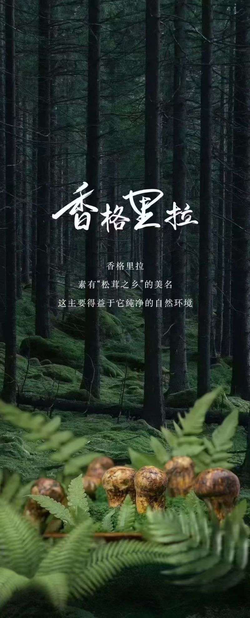 香格里拉新鲜松茸