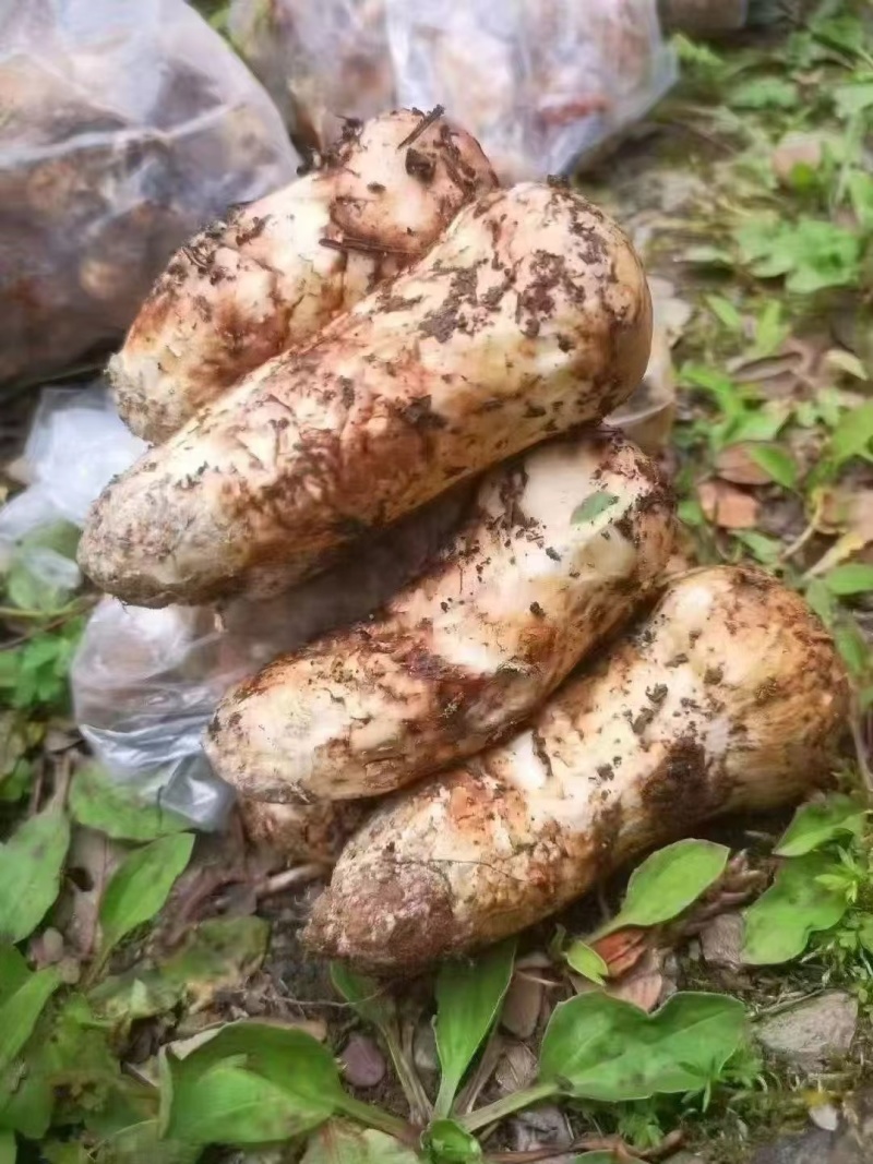 香格里拉新鲜松茸