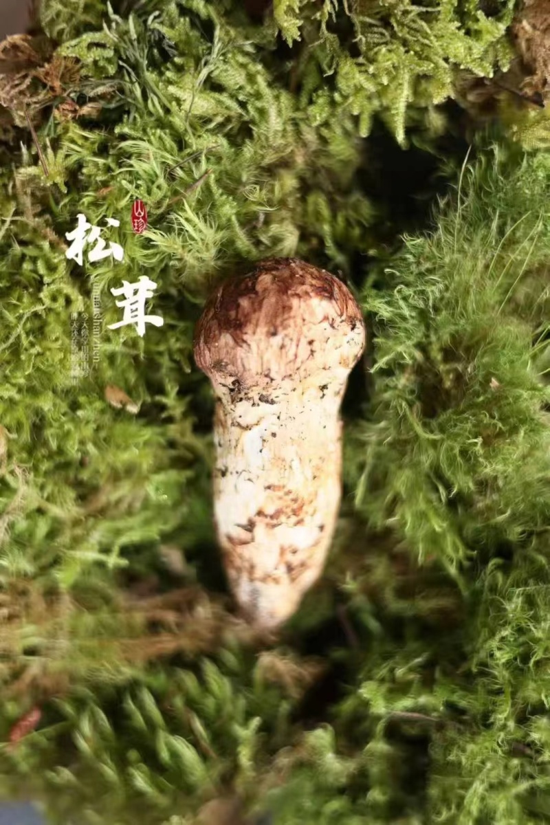 香格里拉新鲜松茸