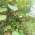 湘西大山野猕猴桃。